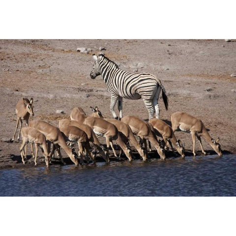 Zebra and black-faced impala, Etosha NP, Namibia White Modern Wood Framed Art Print by Young, Bill