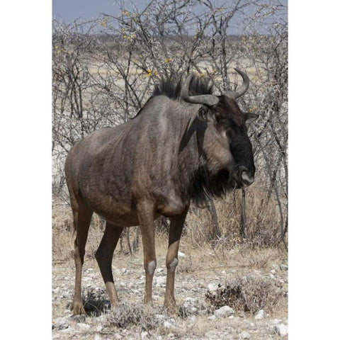 Solitary wildebeest, Etosha NP, Namibia Black Modern Wood Framed Art Print with Double Matting by Young, Bill