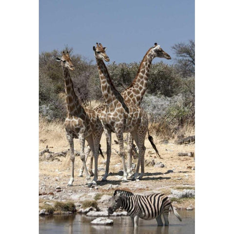Giraffe and zebra at water, Etosha NP, Namibia Black Modern Wood Framed Art Print by Young, Bill