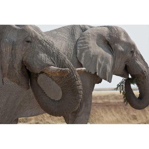 Two elephants eating plants, Etosha NP, Namibia Black Modern Wood Framed Art Print with Double Matting by Young, Bill