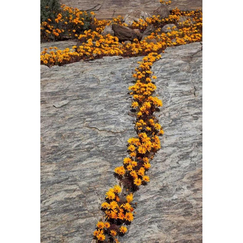 South Namaqualand Flower blossoms among rocks Black Modern Wood Framed Art Print by Young, Bill