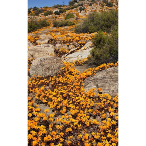 South Namaqualand Flower blossoms among rocks Black Modern Wood Framed Art Print by Young, Bill