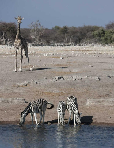 Namibia, Etosha NP Zebra and giraffe at Chudop White Modern Wood Framed Art Print with Double Matting by Young, Bill