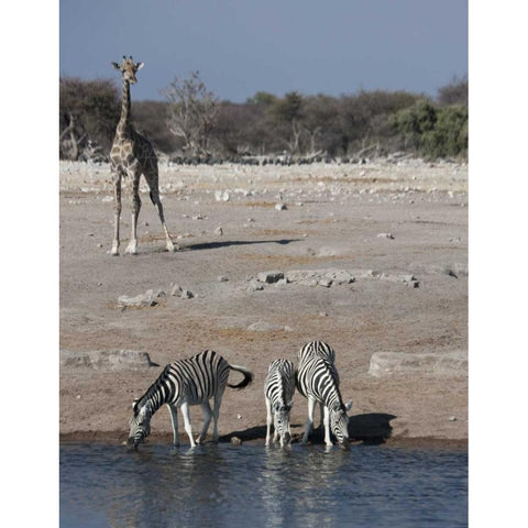 Namibia, Etosha NP Zebra and giraffe at Chudop Black Modern Wood Framed Art Print by Young, Bill