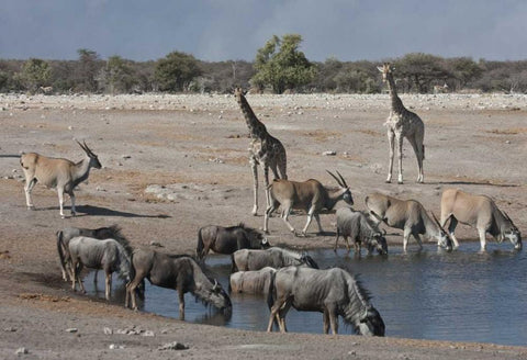 Namibia, Etosha NP  Animals at Chudop waterhole Black Ornate Wood Framed Art Print with Double Matting by Young, Bill