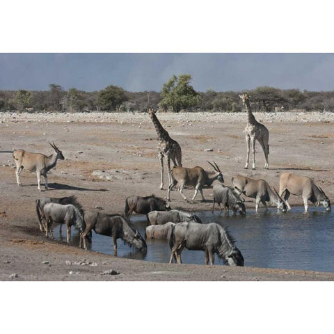 Namibia, Etosha NP  Animals at Chudop waterhole Black Modern Wood Framed Art Print by Young, Bill