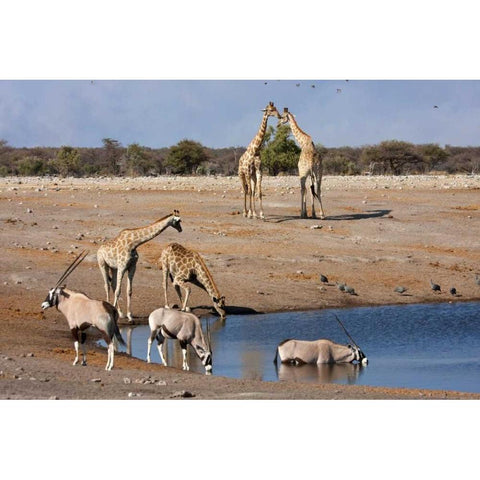 Namibia, Etosha NP Oryx and giraffe at Chudop Black Modern Wood Framed Art Print with Double Matting by Young, Bill