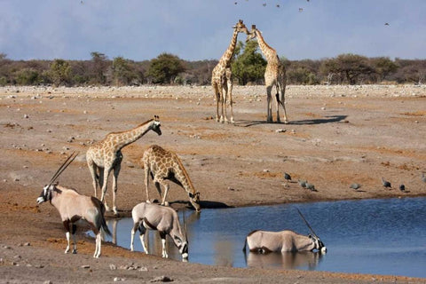 Namibia, Etosha NP Oryx and giraffe at Chudop Black Ornate Wood Framed Art Print with Double Matting by Young, Bill