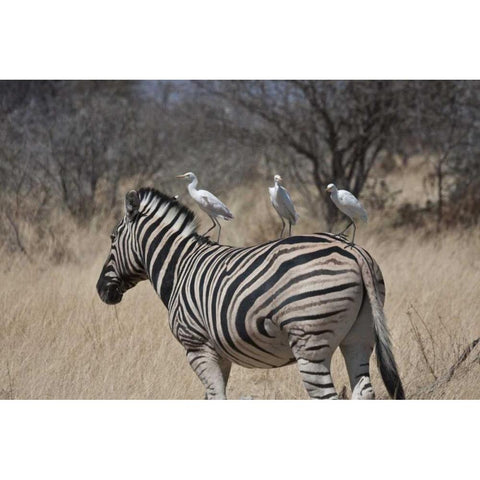 Namibia, Etosha NP Zebra with three egrets White Modern Wood Framed Art Print by Young, Bill