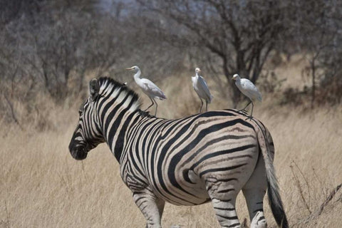 Namibia, Etosha NP Zebra with three egrets White Modern Wood Framed Art Print with Double Matting by Young, Bill