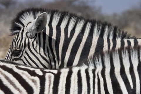 Namibia, Etosha NP Patterns formed by two zebras Black Ornate Wood Framed Art Print with Double Matting by Young, Bill
