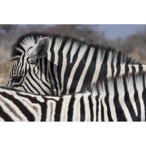 Namibia, Etosha NP Patterns formed by two zebras Gold Ornate Wood Framed Art Print with Double Matting by Young, Bill