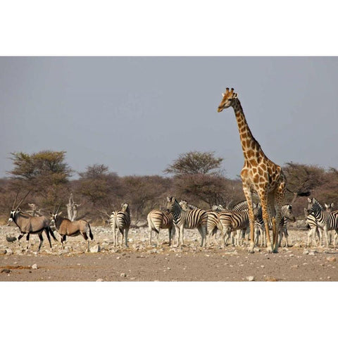 Namibia, Etosha NP Animals ongregate at water Black Modern Wood Framed Art Print by Young, Bill