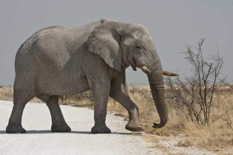 Namibia, Etosha NP Elephant crossing a road White Modern Wood Framed Art Print with Double Matting by Young, Bill