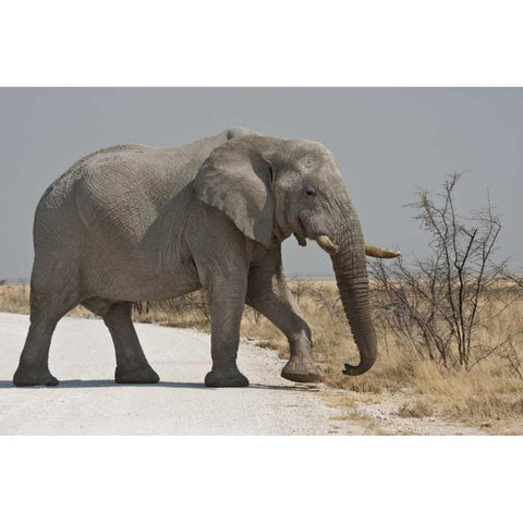 Namibia, Etosha NP Elephant crossing a road Black Modern Wood Framed Art Print by Young, Bill