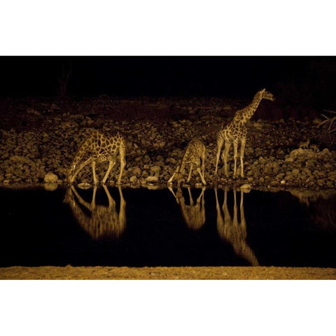 Namibia, Etosha NP Giraffe drinks at Okaukuejo Black Modern Wood Framed Art Print by Young, Bill