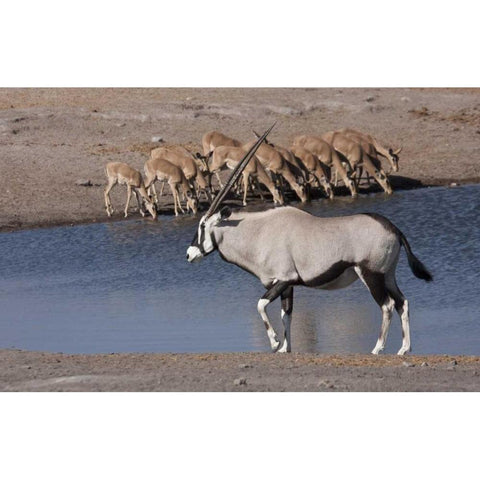 Namibia, Etosha NP Oryx and black-faced impala Black Modern Wood Framed Art Print by Young, Bill