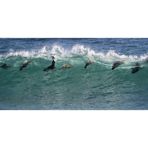 South Africa Seals surfing in waves Gold Ornate Wood Framed Art Print with Double Matting by Young, Bill