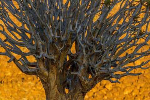 South Richtersveld NP Quiver tree White Modern Wood Framed Art Print with Double Matting by Young, Bill