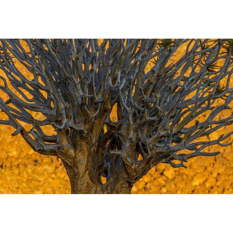 South Richtersveld NP Quiver tree Black Modern Wood Framed Art Print with Double Matting by Young, Bill
