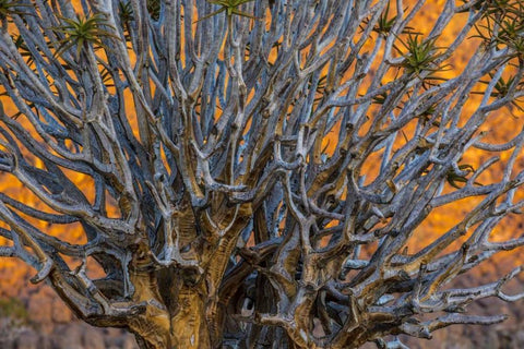 South Richtersveld NP Quiver tree White Modern Wood Framed Art Print with Double Matting by Young, Bill
