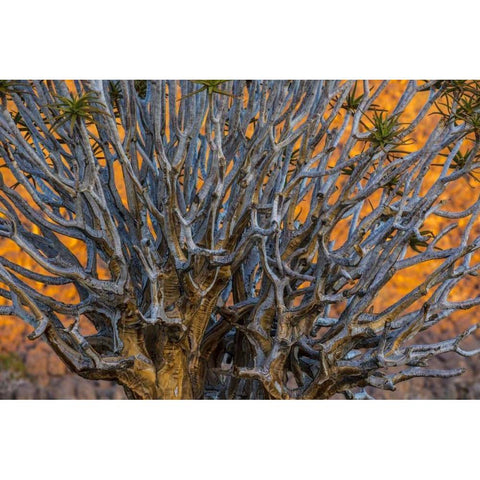 South Richtersveld NP Quiver tree Black Modern Wood Framed Art Print by Young, Bill
