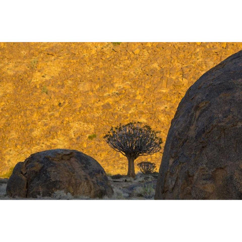 South Africa Quiver trees and boulders White Modern Wood Framed Art Print by Young, Bill