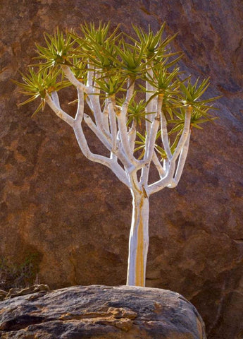South Richtersveld NP Quiver tree and boulders White Modern Wood Framed Art Print with Double Matting by Young, Bill