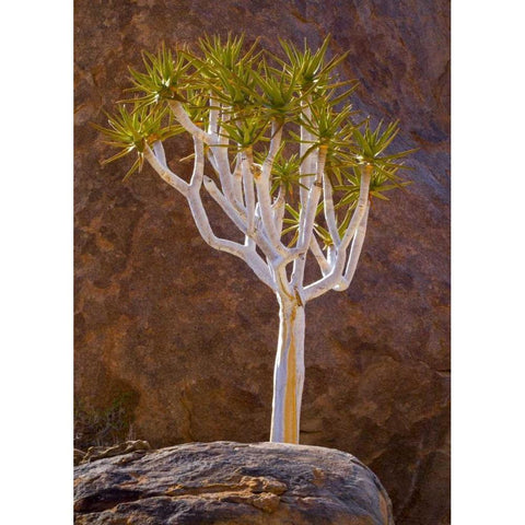 South Richtersveld NP Quiver tree and boulders Black Modern Wood Framed Art Print with Double Matting by Young, Bill