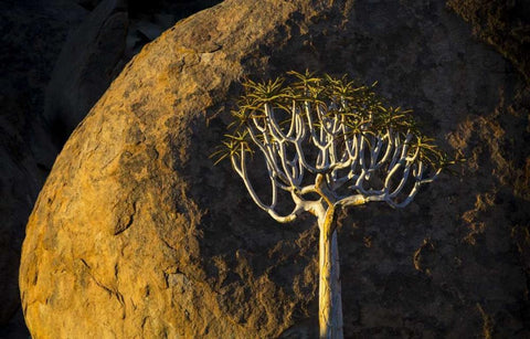 South Richtersveld NP Quiver tree and boulder White Modern Wood Framed Art Print with Double Matting by Young, Bill