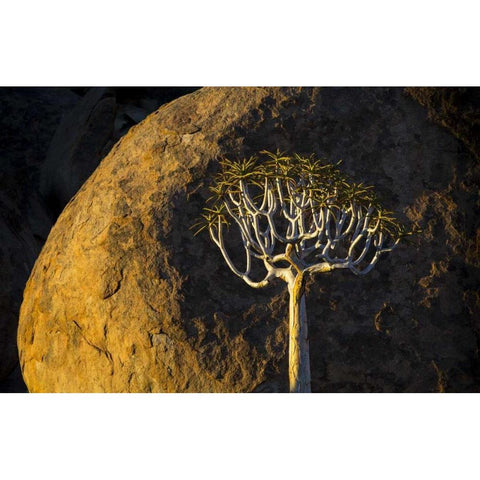 South Richtersveld NP Quiver tree and boulder Black Modern Wood Framed Art Print by Young, Bill