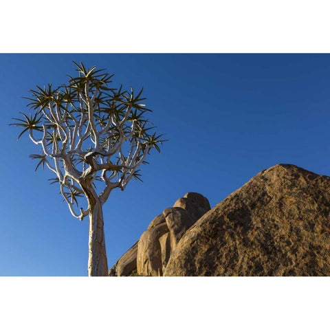 South Richtersveld NP Quiver tree and boulder Black Modern Wood Framed Art Print with Double Matting by Young, Bill