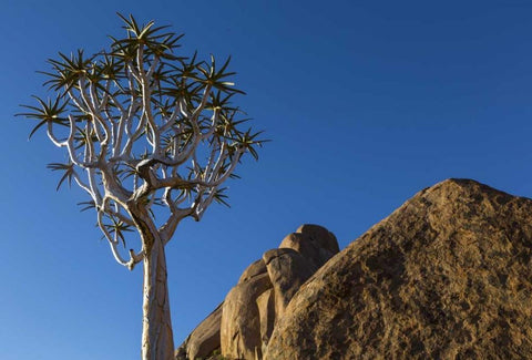 South Richtersveld NP Quiver tree and boulder Black Ornate Wood Framed Art Print with Double Matting by Young, Bill