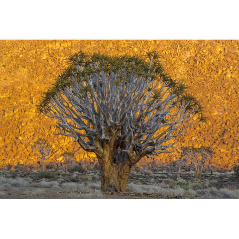 South Richtersveld NP Quiver trees against hill Black Modern Wood Framed Art Print by Young, Bill