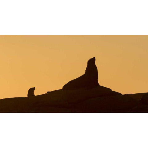 South Boulderbaai Seal silhouetted at sunset Black Modern Wood Framed Art Print by Young, Bill