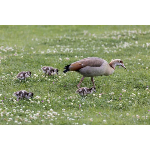 South Cape Town Mother goose with goslings Black Modern Wood Framed Art Print by Lord, Fred