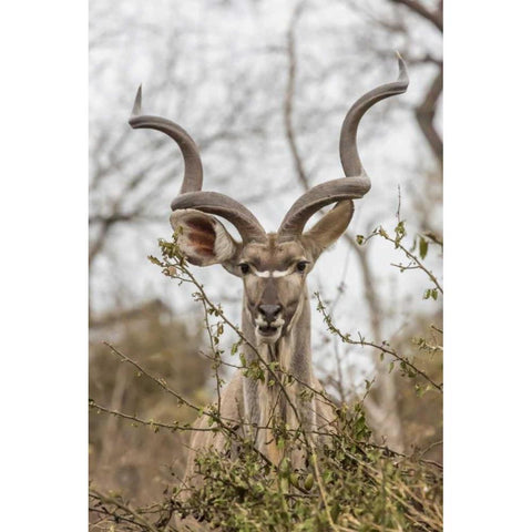 Africa, South Africa Adult greater kudu Black Modern Wood Framed Art Print by Lord, Fred