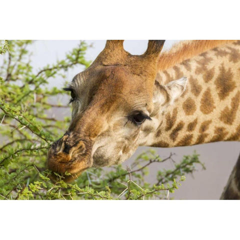 South Africa Giraffe feeding on acacia leaves Black Modern Wood Framed Art Print with Double Matting by Lord, Fred