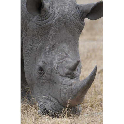 Africa, South Africa Close-up of rhino head Gold Ornate Wood Framed Art Print with Double Matting by Lord, Fred