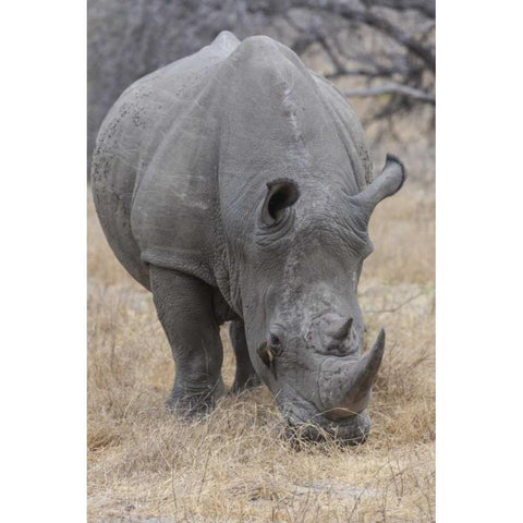 Africa, South Africa Rhinoceros grazing Black Modern Wood Framed Art Print with Double Matting by Lord, Fred