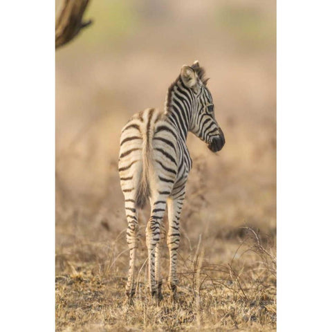 Africa, South Africa Rear of baby zebra Black Modern Wood Framed Art Print by Lord, Fred