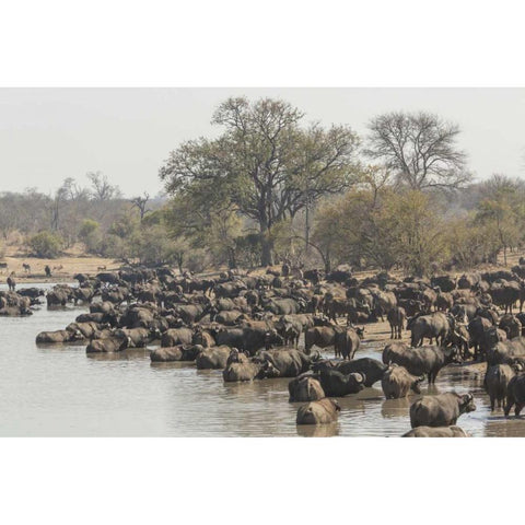 South Africa, Cape buffalo herd at water hole Black Modern Wood Framed Art Print by Lord, Fred