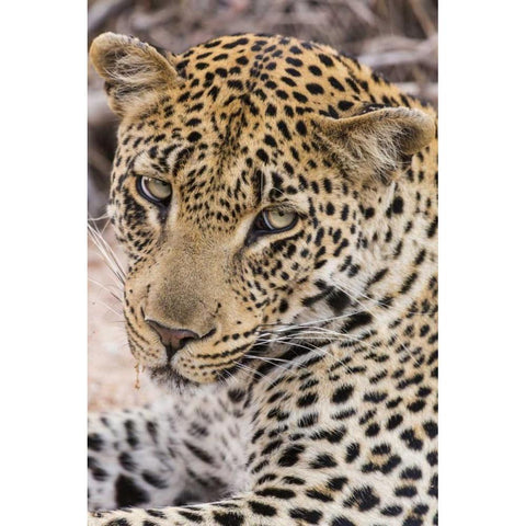 South Ngala Private Game Reserve Young leopard Gold Ornate Wood Framed Art Print with Double Matting by Lord, Fred