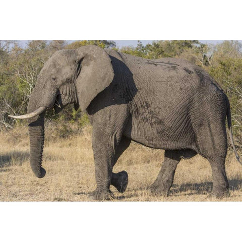 South Africa, Side view of male elephant White Modern Wood Framed Art Print by Lord, Fred