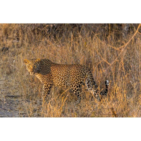 South Africa, Wary leopard in grass Black Modern Wood Framed Art Print with Double Matting by Lord, Fred