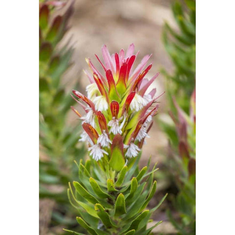 Africa, South Africa, Cape Town Protea flower White Modern Wood Framed Art Print by Lord, Fred