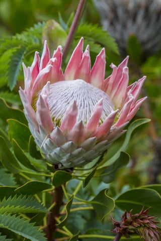 South Cape Town King protea flower Black Ornate Wood Framed Art Print with Double Matting by Lord, Fred