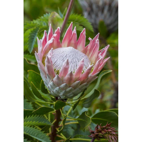 South Cape Town King protea flower Black Modern Wood Framed Art Print by Lord, Fred