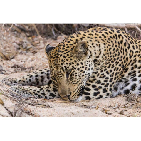 South Ngala Private Game Reserve Young leopard Gold Ornate Wood Framed Art Print with Double Matting by Lord, Fred