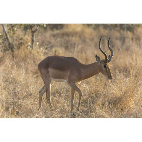 South Ngala Private Game Reserve Impala in brush Gold Ornate Wood Framed Art Print with Double Matting by Lord, Fred